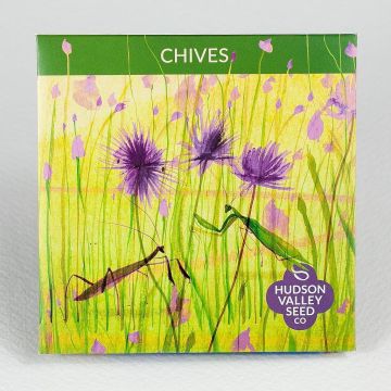 Allium, Chives ~ 200 seeds