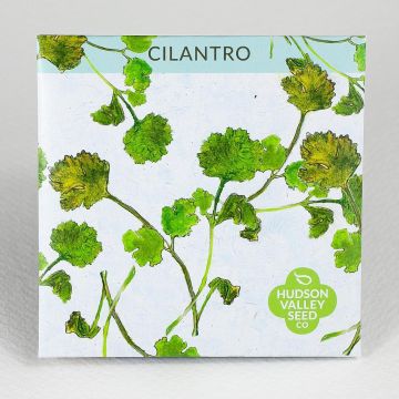 Coriandrum, Cilantro ~ 200 seeds