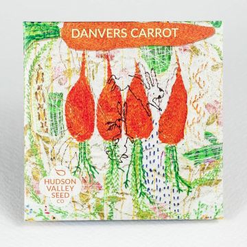 Daucus, Carrot, Danvers Carrot ~ 500 seeds