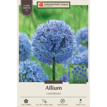 Allium, Blue Allium 'Caeruleum'