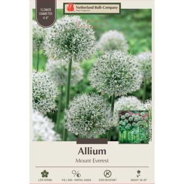 Allium, Flowering Onion 'Mount Everest'