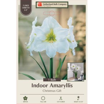 Hippeastrum, Large Flowering Amaryllis 'Christmas Gift', 1 bulb