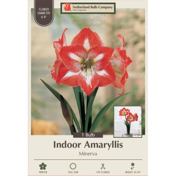 Hippeastrum, Large Flowering Amaryllis 'Minerva', 1 bulb