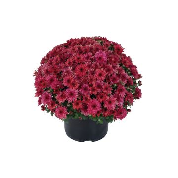 Fall Mum, Novelty 'Strawberry Ice'