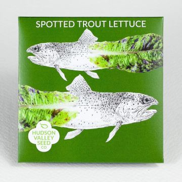 Lactuca, Lettuce, Spotted Trout ~ 250 seeds