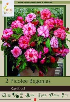 Begonia, Picotee Rosebud, 2 Pack