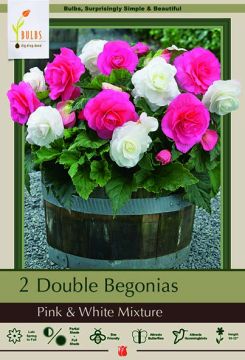 Begonia Blend, Double Pink & White, 2 Pack