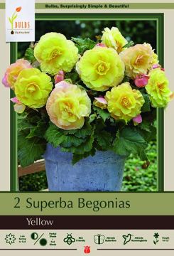 Begonia, Superba Yellow, 2 Pack