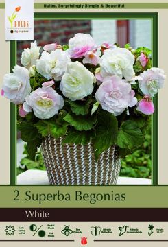 Begonia, Superba White, 2 Pack