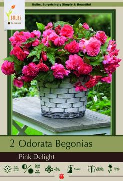 Begonia, Odorata Pink Delight, 2 Pack