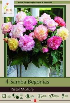 Begonia Blend, Samba Pastel, 4 Pack