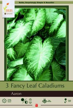 Caladium, Aaron, 3 Pack