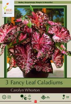 Caladium, Carolyn Whorton, 3 Pack