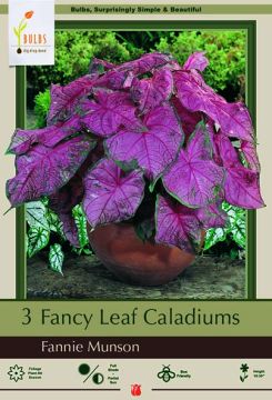 Caladium, Fannie Munson, 3 Pack