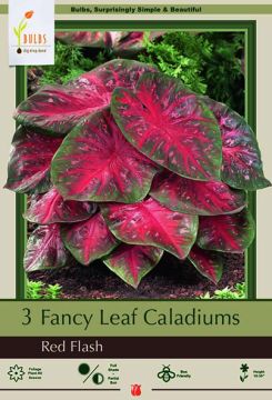 Caladium, Red Flash, 3 Pack