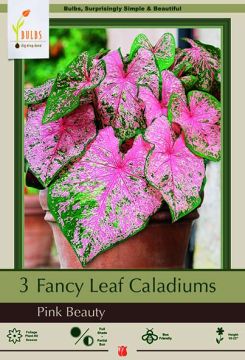 Caladium, Pink Beauty, 3 Pack