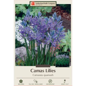 Camassia, Camas Lily 'Quamash'