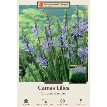 Camassia, Camas Lily 'Caerulea'