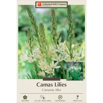 Camassia, Camas Lily 'Alba'