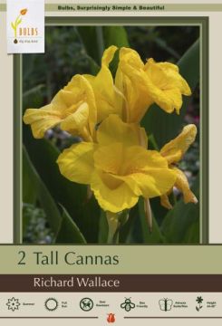 Canna Lily, Tall Canna Richard Wallace, 2 Pack