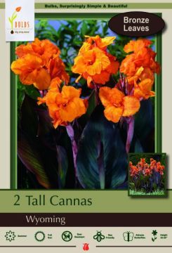 Canna Lily, Tall Canna Wyoming, 2 Pack