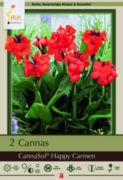 Canna Lily, CannaSol® Happy Carmen, 2 Pack