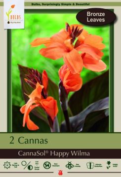 Canna Lily, CannaSol® Happy Wilma, 2 Pack