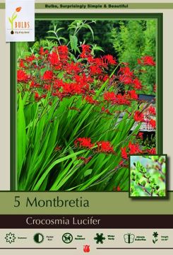 Montbretia, Crocosmia Lucifer, 5 Pack