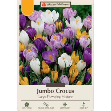 Crocus Assortment, Jumbo Crocus Mixture