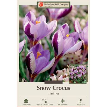 Crocus, Snow Crocus 'Minimus'