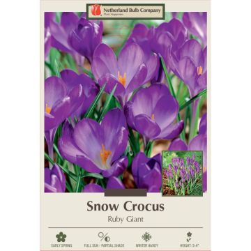 Crocus, Snow Crocus 'Ruby Giant'