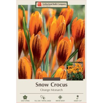 Crocus, Snow Crocus 'Orange Monarch'