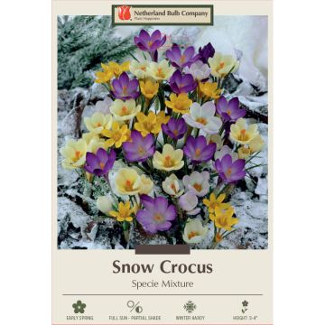 Crocus Assortment, Snow Crocus Mixture