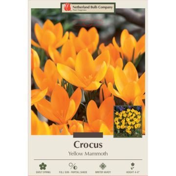 Crocus, Large Flowering Crocus 'Yellow Mammoth'