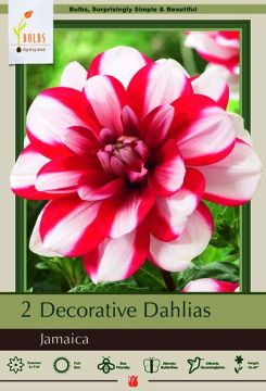 Dahlia, Decorative, Jamaica, 2 Pack