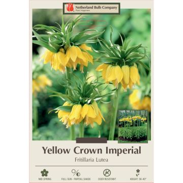 Fritillaria, Crown Imperial 'Yellow'