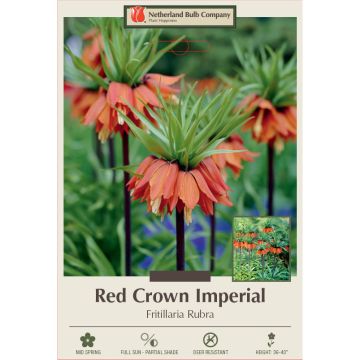 Fritillaria, Crown Imperial 'Red'