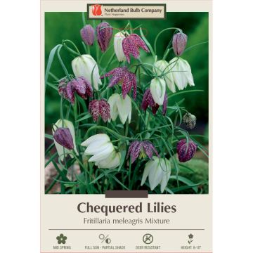 Fritillaria, Checkered Lily Mix