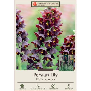 Fritillaria, Persian Lily