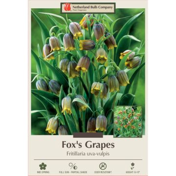 Fritillaria, Fox's Grapes