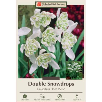 Galanthus, Double Snowdrops 'Flore Pleno'