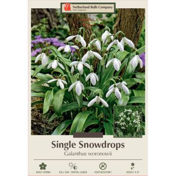 Galanthus, Single Snowdrop