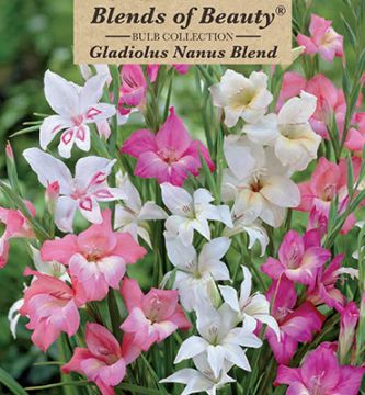 Gladiolus Blend, Nanus, 25 Pack