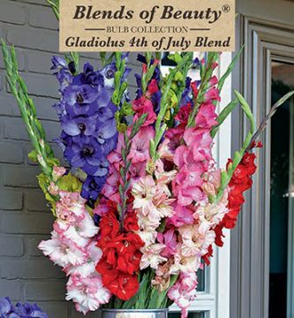 Gladiolus Blend, 4th of July, 30 Pack