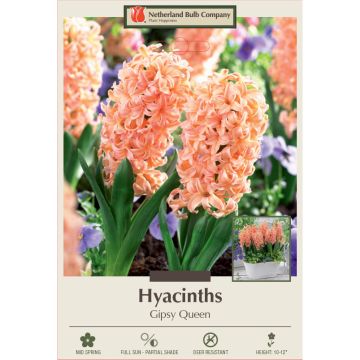 Hyacinth, Gipsy Queen