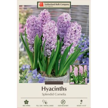 Hyacinth, Splendid Cornelia