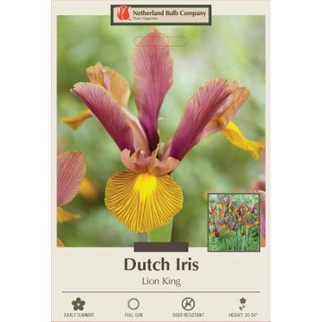 Iris, Dutch Iris 'Lion King'