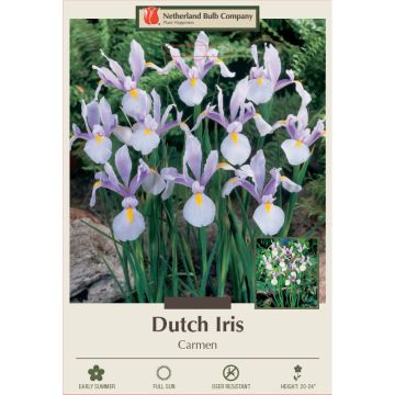 Iris, Dutch Iris 'Carmen'