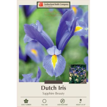 Iris, Dutch Iris 'Sapphire Beauty'