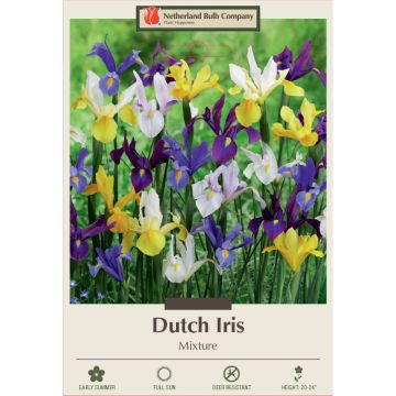 Iris, Dutch Iris Mixture